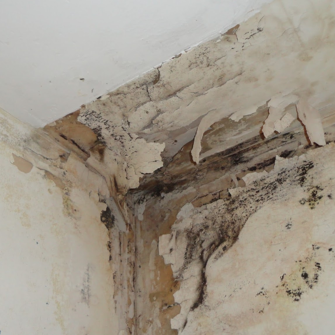 Photo of Mold & Water Specialists NJ in Wayne City, New Jersey, United States - 1 Picture of Point of interest, Establishment