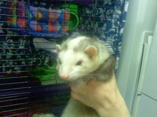 Photo of Hudson Valley Ferret Rescue in North Arlington City, New Jersey, United States - 8 Picture of Point of interest, Establishment, Fire station