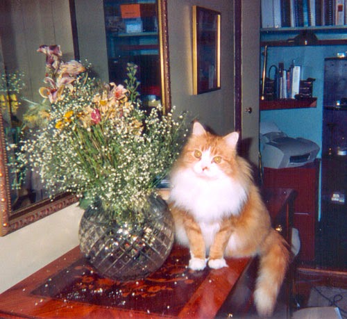 Photo of Katies Kitty in New York City, New York, United States - 3 Picture of Point of interest, Establishment