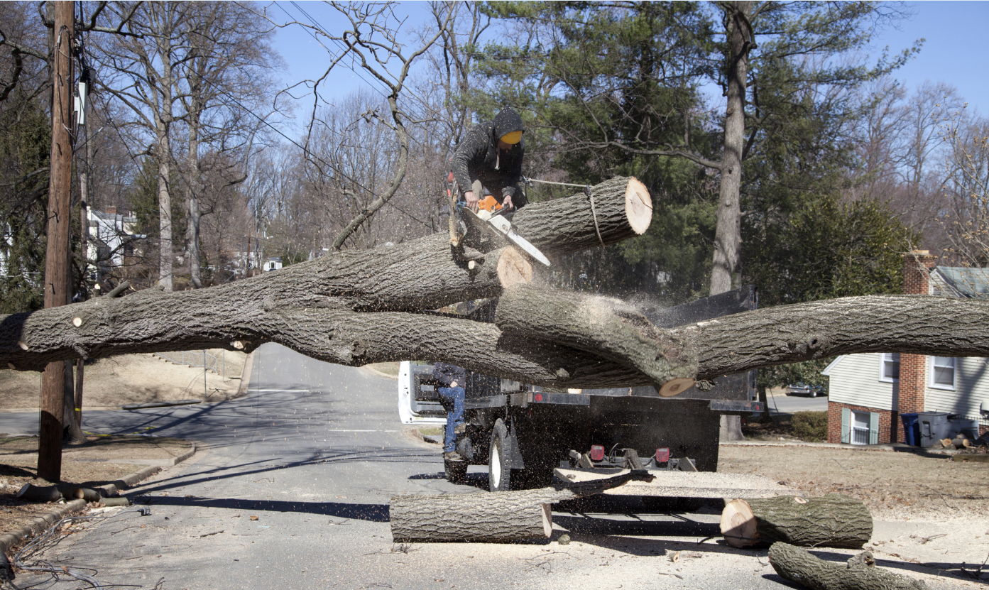 Photo of Arnoldo’s Tree Service in Fresh Meadows City, New York, United States - 3 Picture of Point of interest, Establishment, General contractor, Park