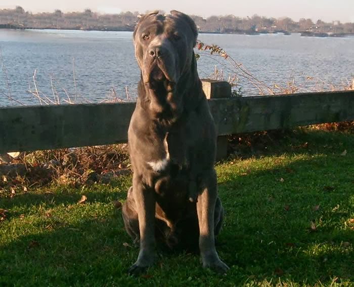 Photo of Acropolis Cane Corso Mastiffs in Bayonne City, New Jersey, United States - 1 Picture of Point of interest, Establishment