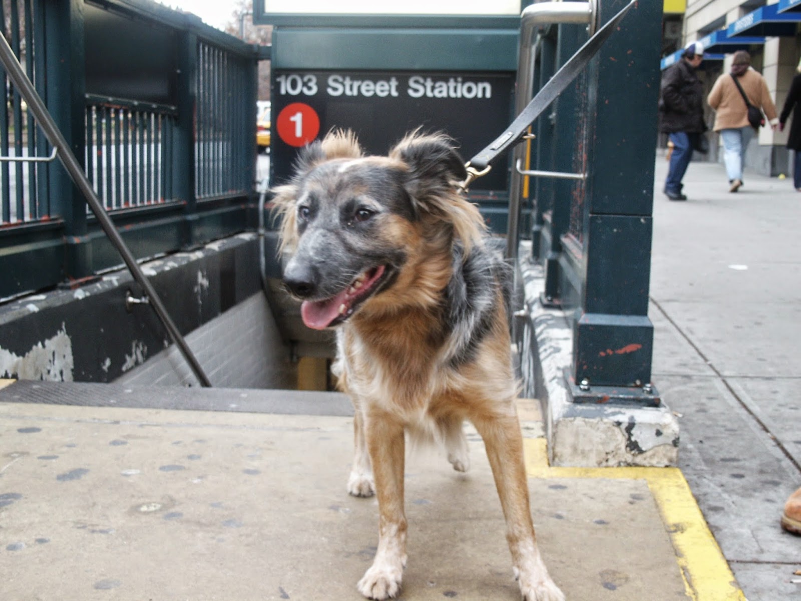 Photo of Wags West- dog walking and cat sitting in New York City, New York, United States - 1 Picture of Point of interest, Establishment