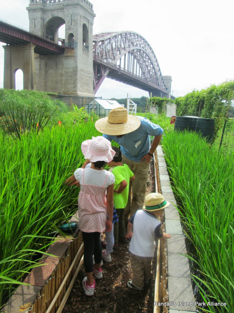 Photo of Randall's Island Urban Farm in New York City, New York, United States - 1 Picture of Food, Point of interest, Establishment, Park