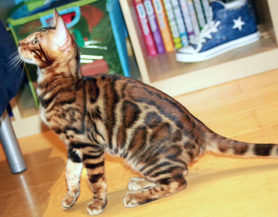 Photo of Bimini Bengal & Abyssinian cats cattery in Brooklyn City, New York, United States - 8 Picture of Point of interest, Establishment