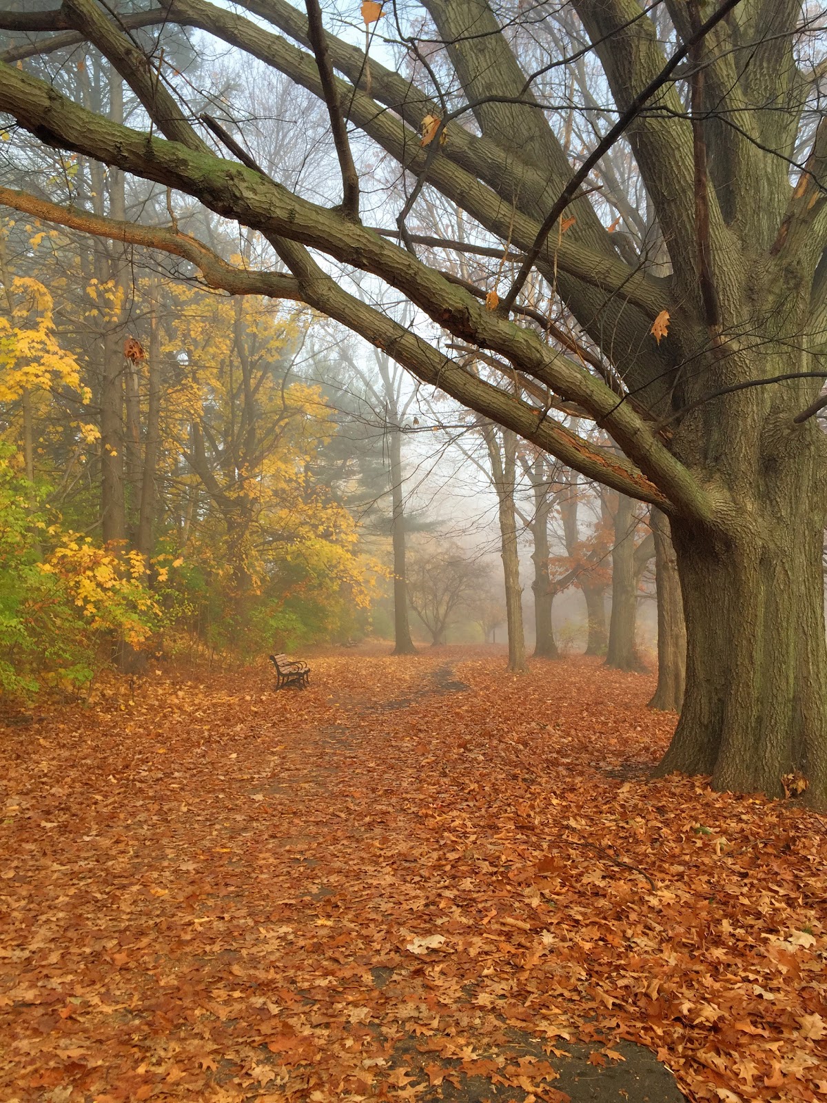 Photo of Brookdale Dog Park in Montclair City, New Jersey, United States - 2 Picture of Point of interest, Establishment, Park