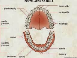 Photo of Dubowsky Scott M DMD in Bayonne City, New Jersey, United States - 1 Picture of Point of interest, Establishment, Health, Dentist