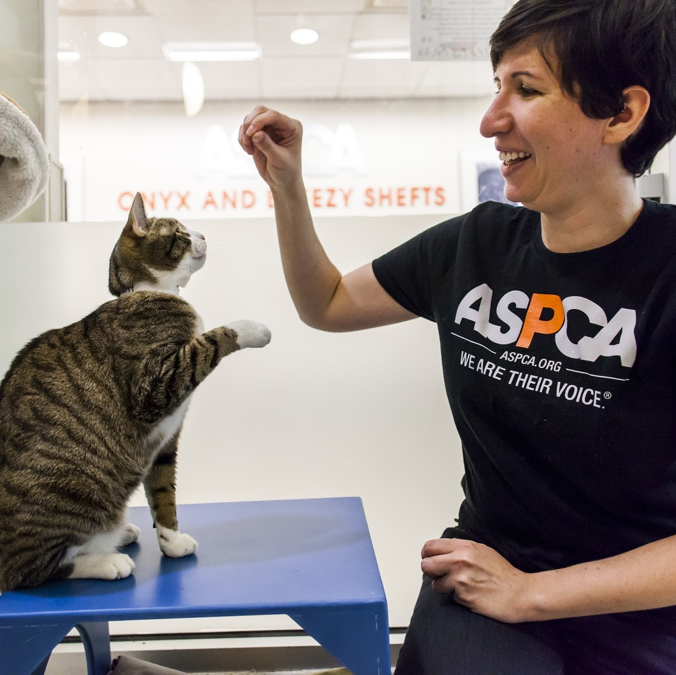 Photo of ASPCA Adoption Center in New York City, New York, United States - 1 Picture of Point of interest, Establishment