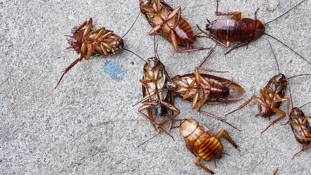 Photo of Arlington Exterminating in North Arlington City, New Jersey, United States - 1 Picture of Point of interest, Establishment, Store, Home goods store