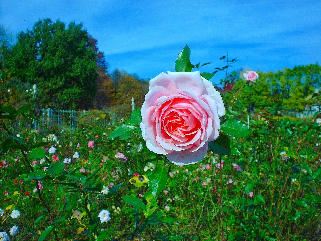 Photo of Cranford Rose Garden in Brooklyn City, New York, United States - 10 Picture of Point of interest, Establishment, Park