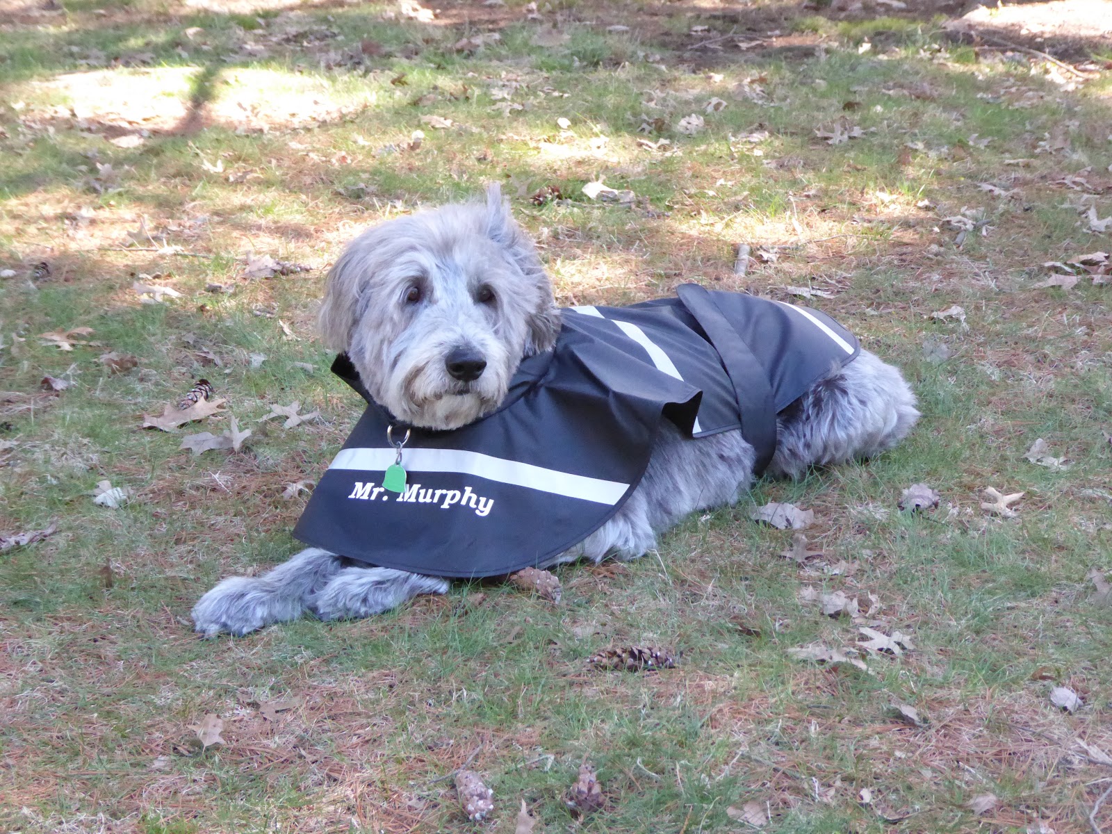 Photo of Doggie Rain Jacket in Garden City, New York, United States - 6 Picture of Point of interest, Establishment