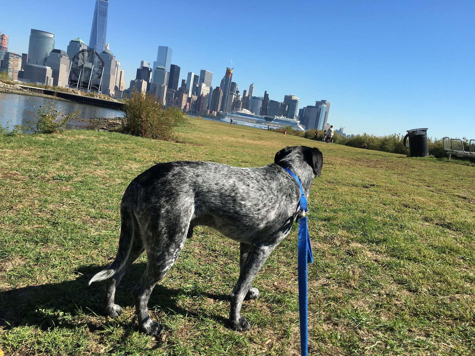 Photo of Paulus Hook Pet Care in Jersey City, New Jersey, United States - 2 Picture of Point of interest, Establishment