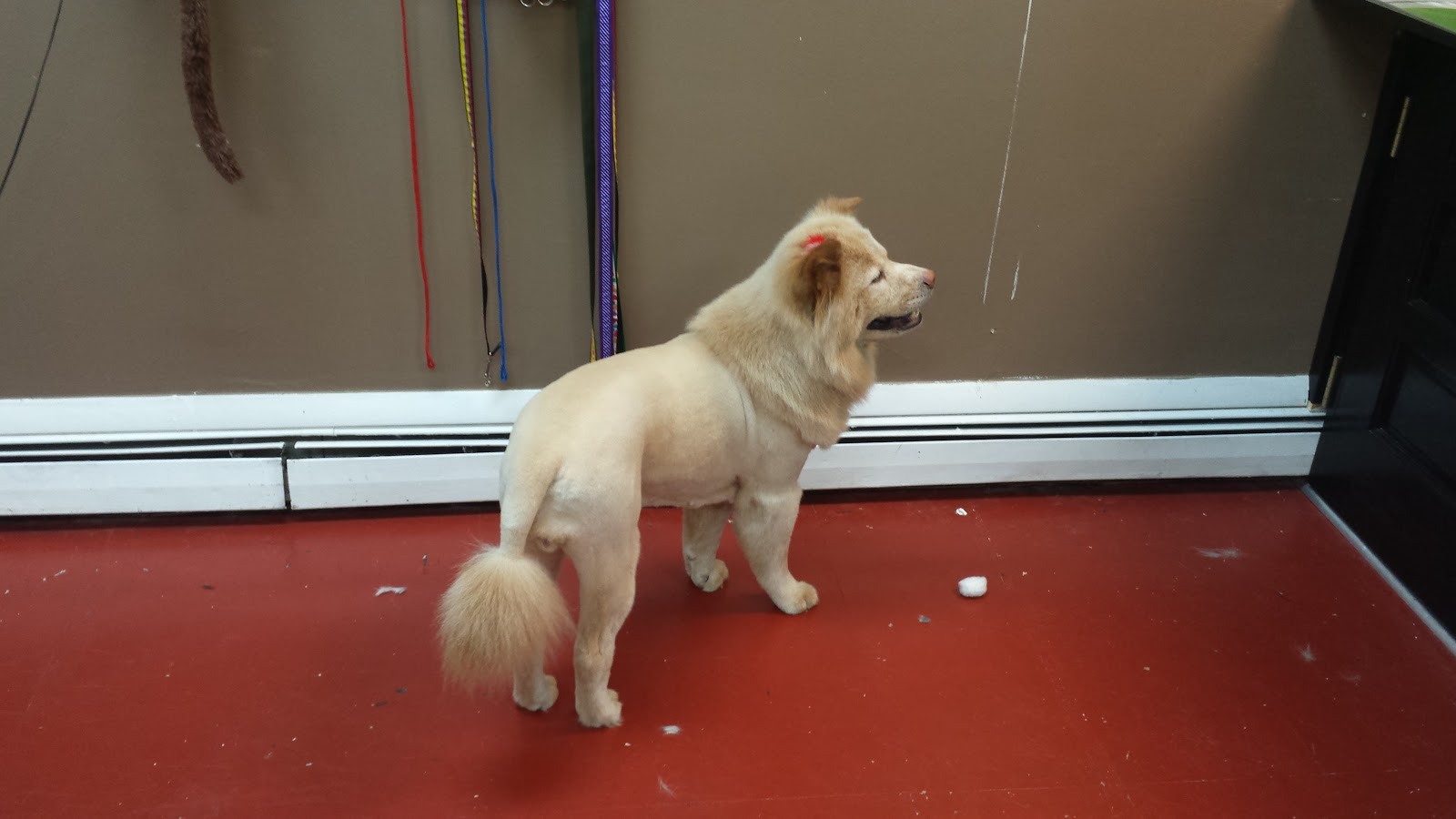 Photo of Adriana's Pet Grooming Salon in Bayonne City, New Jersey, United States - 9 Picture of Point of interest, Establishment