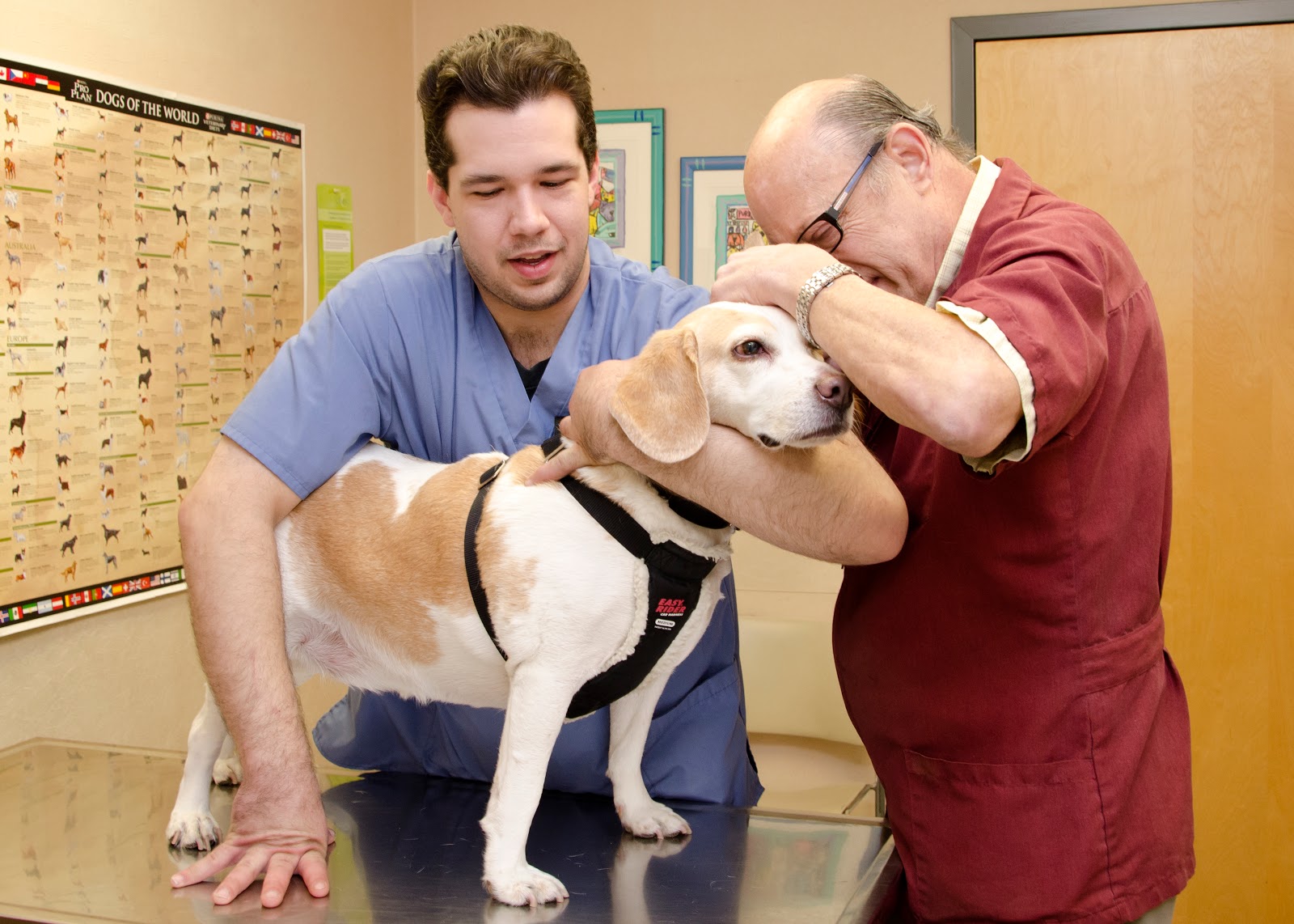 Photo of Bergenfield Animal Clinic in Bergenfield City, New Jersey, United States - 4 Picture of Point of interest, Establishment, Veterinary care