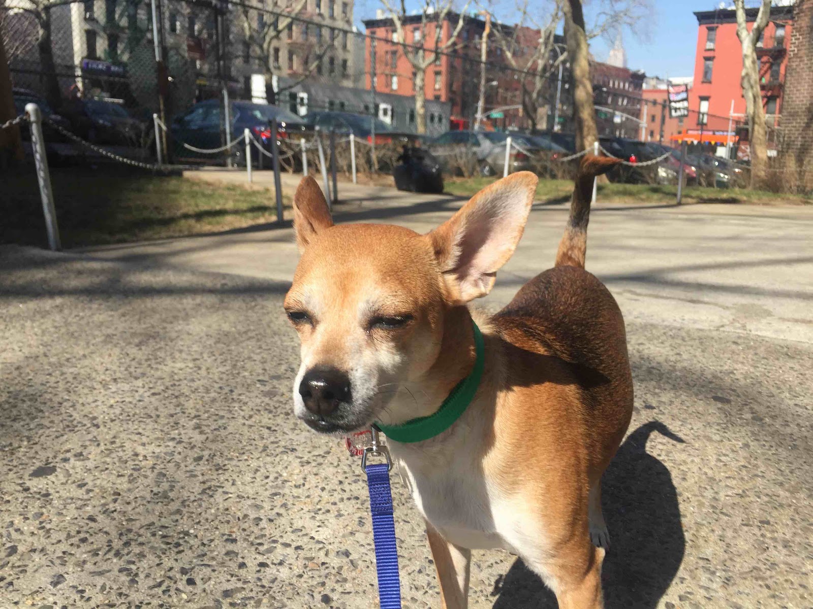 Photo of Swifto Dog Walking Brooklyn in Kings County City, New York, United States - 1 Picture of Point of interest, Establishment