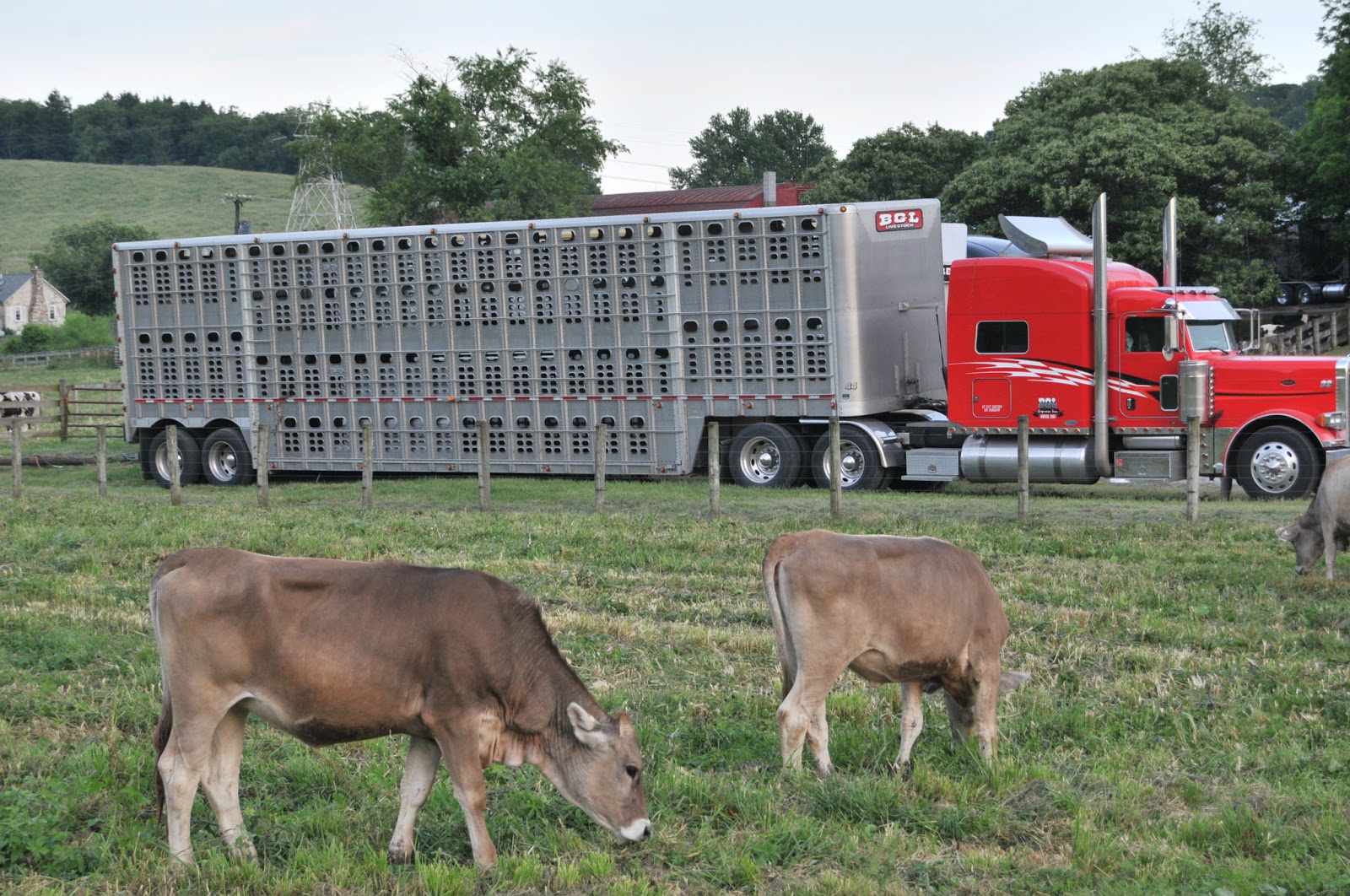 Photo of Horizon Livestock LLC in Edgewater City, New Jersey, United States - 2 Picture of Food, Point of interest, Establishment