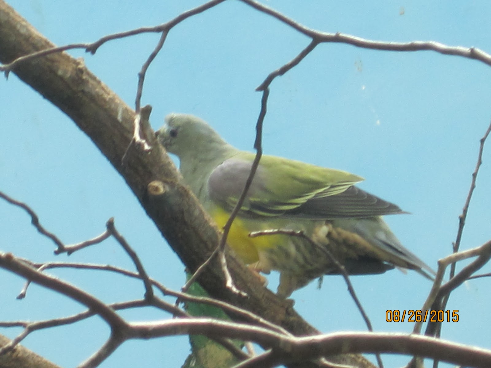 Photo of World of Birds in Bronx City, New York, United States - 7 Picture of Point of interest, Establishment