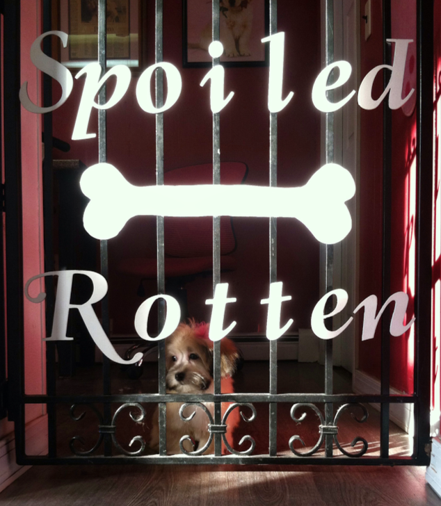 Photo of Spoiled Rotten Pet Salon in Haledon City, New Jersey, United States - 5 Picture of Point of interest, Establishment