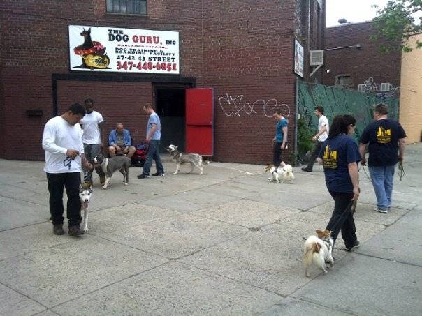 Photo of The Dog Guru in Woodside City, New York, United States - 2 Picture of Point of interest, Establishment, Store, Pet store