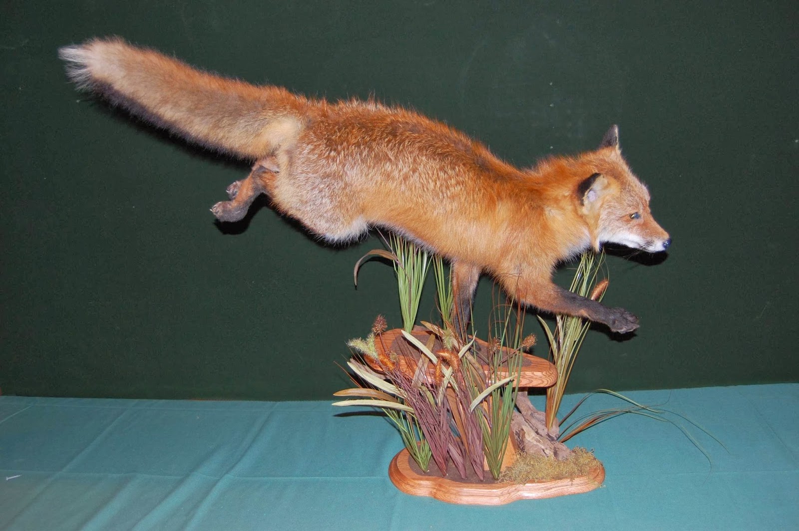 Photo of Jersey Jay's Taxidermy in Clifton City, New Jersey, United States - 8 Picture of Point of interest, Establishment