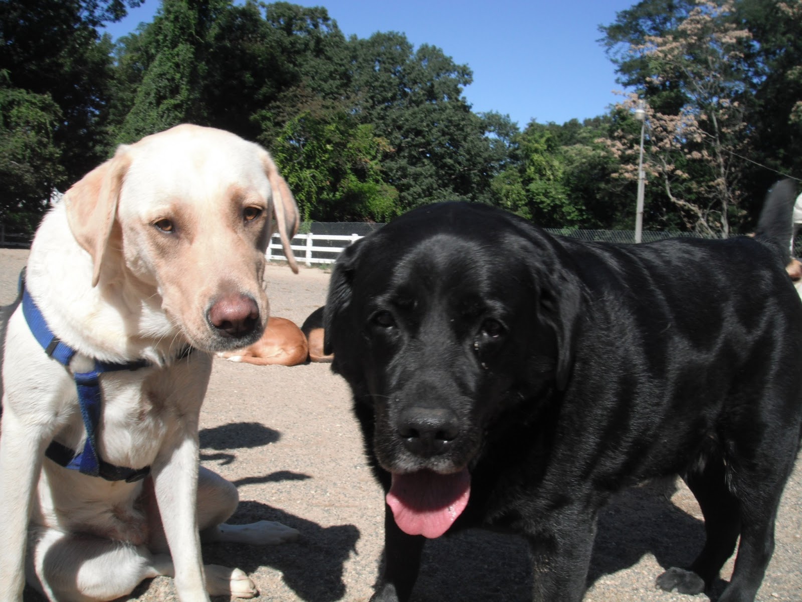 Photo of Dogs on the Farm & Cats Too in Atlantic Highlands City, New Jersey, United States - 6 Picture of Point of interest, Establishment, Park