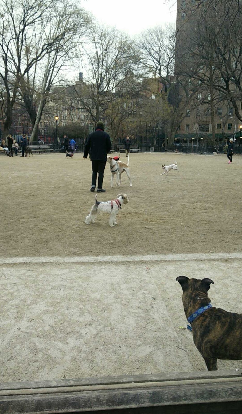 Photo of First Runner Dog Park in New York City, New York, United States - 1 Picture of Point of interest, Establishment, Park