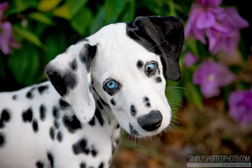 Photo of 99 Dalmatians in Staten Island City, New York, United States - 3 Picture of Point of interest, Establishment, Store, Pet store