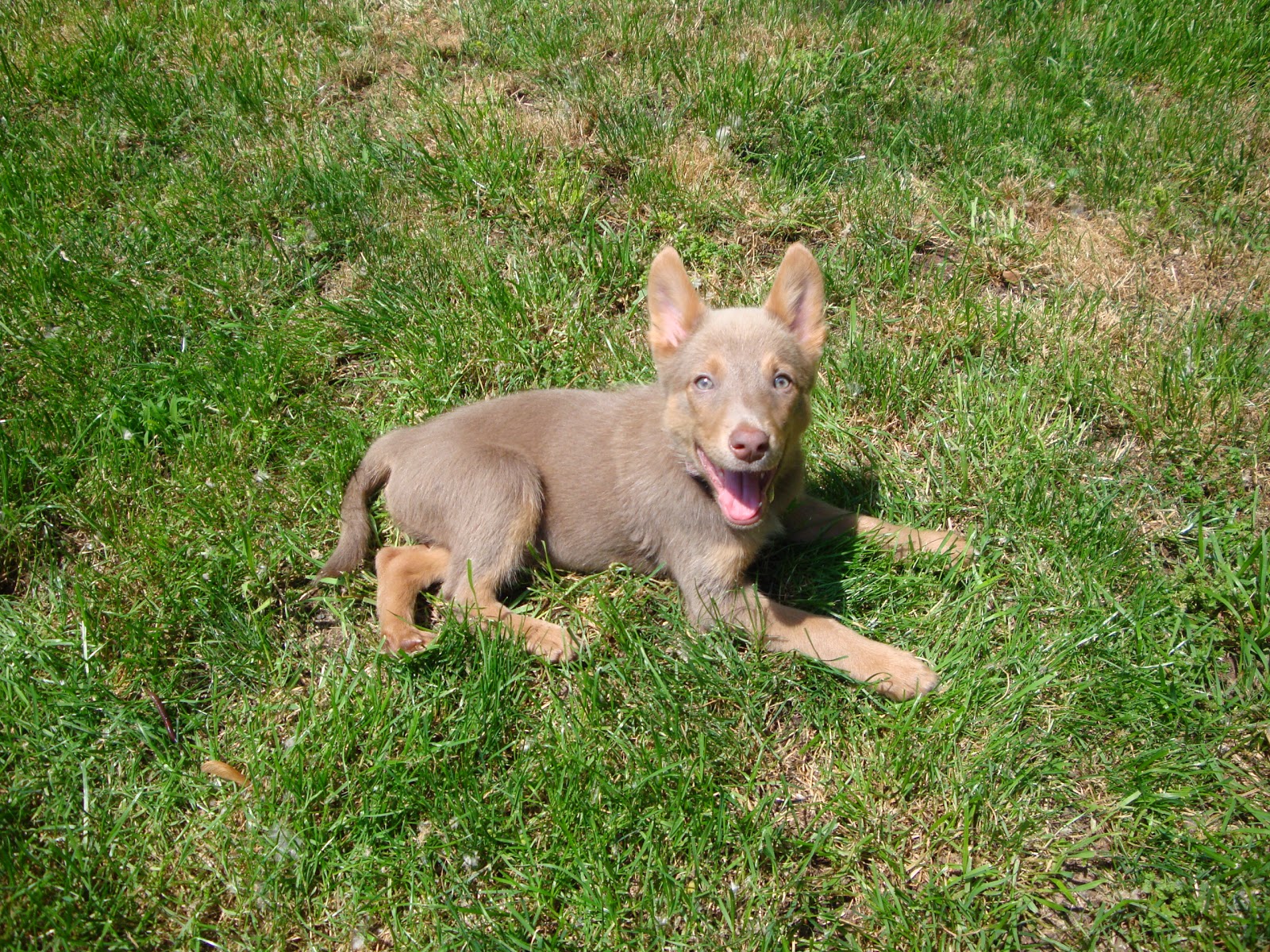 Photo of Dog's Best Friend Training Academy in Avenel City, New Jersey, United States - 3 Picture of Point of interest, Establishment