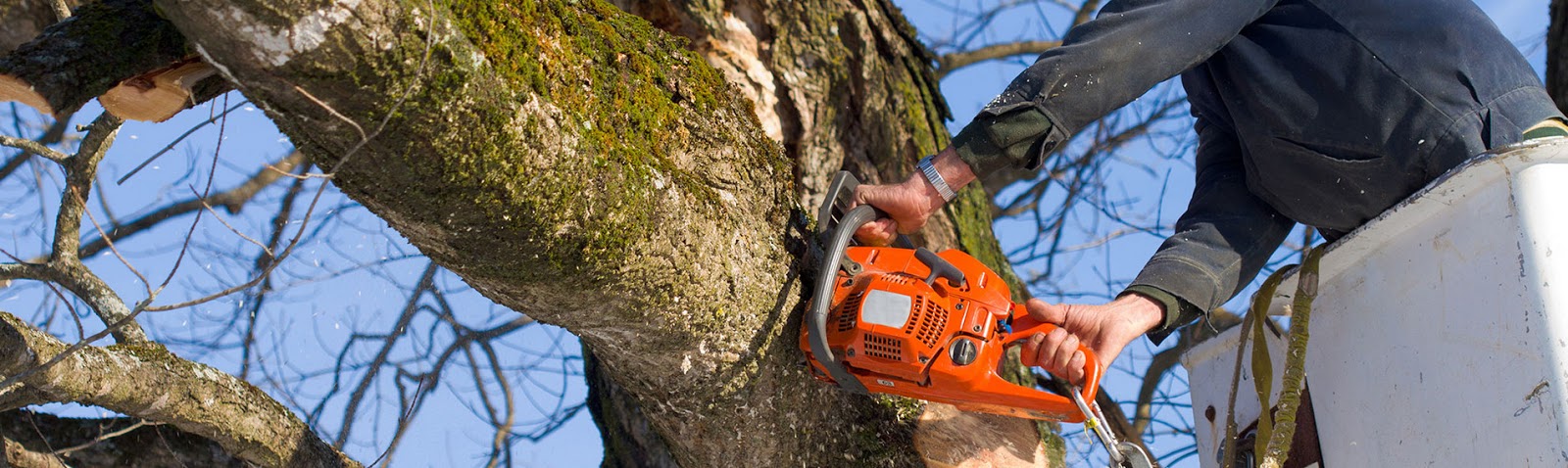 Photo of Tree Service RI in New York City, New York, United States - 4 Picture of Point of interest, Establishment