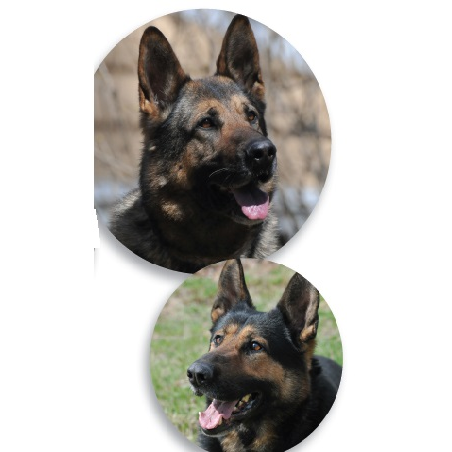 Photo of Universal K9w in Kings County City, New York, United States - 7 Picture of Point of interest, Establishment