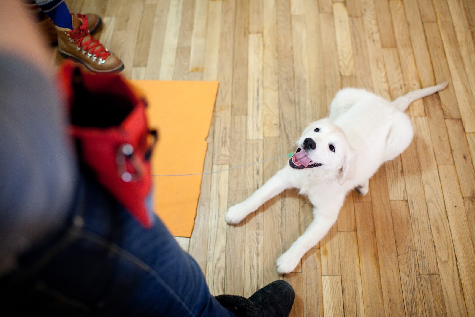 Photo of School For The Dogs in New York City, New York, United States - 5 Picture of Point of interest, Establishment