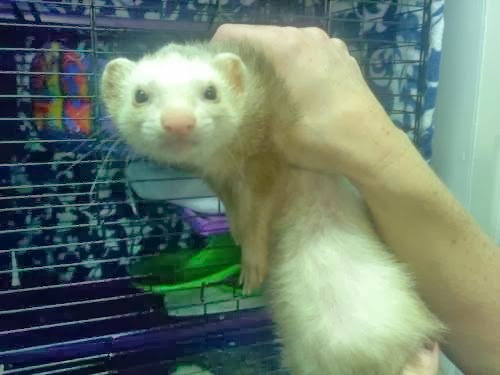 Photo of Hudson Valley Ferret Rescue in North Arlington City, New Jersey, United States - 7 Picture of Point of interest, Establishment, Fire station