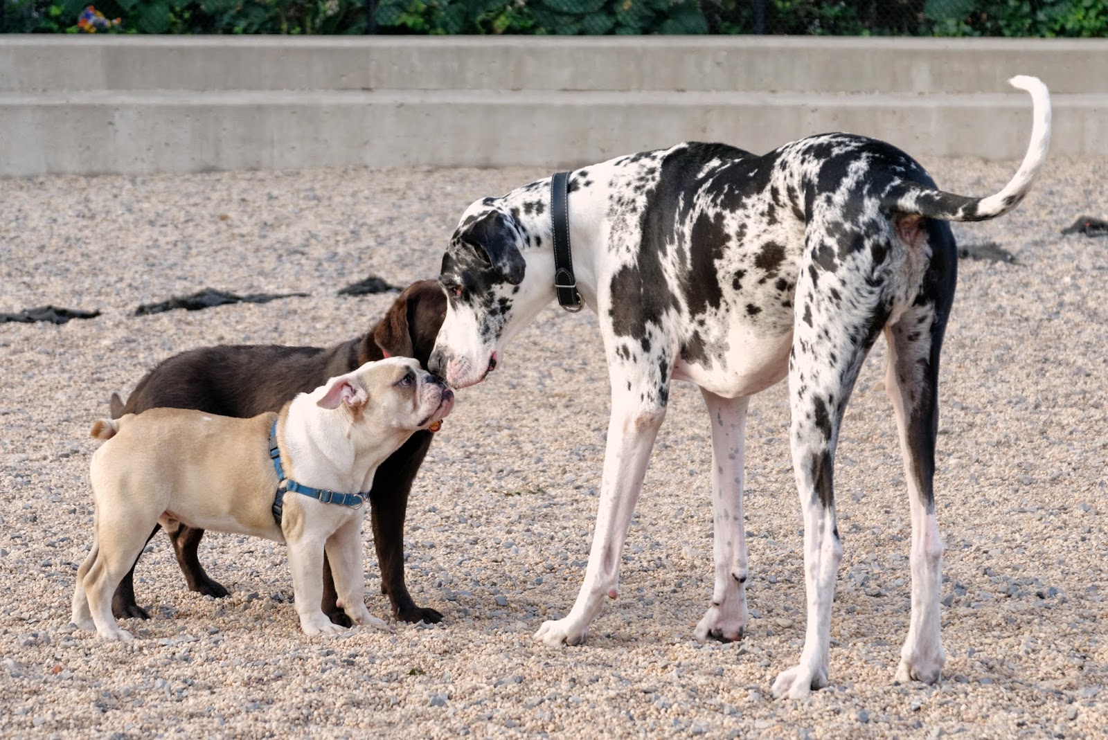 Photo of Pier 6 Dog Run in Brooklyn City, New York, United States - 9 Picture of Point of interest, Establishment, Park