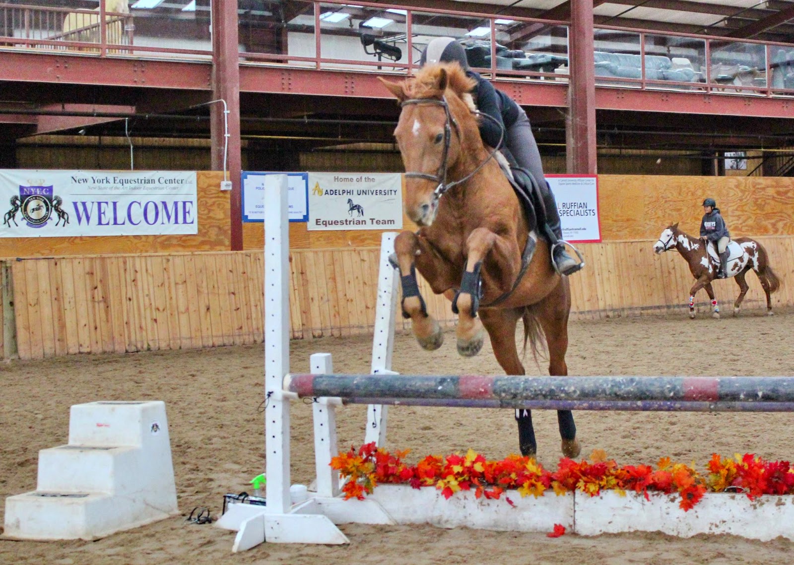 Photo of New York Equestrian Center in West Hempstead City, New York, United States - 8 Picture of Point of interest, Establishment