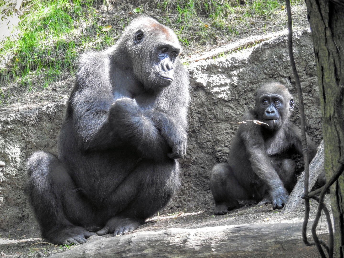 Photo of Congo Gorilla Forest in New York City, New York, United States - 1 Picture of Point of interest, Establishment