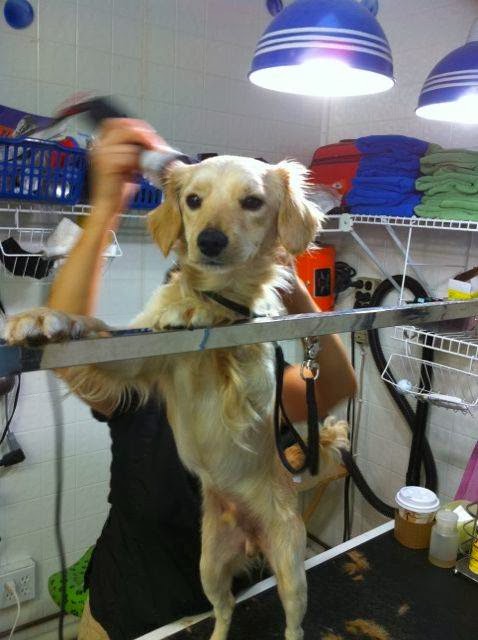 Photo of Hoboken Dog Wash in Hoboken City, New Jersey, United States - 5 Picture of Point of interest, Establishment