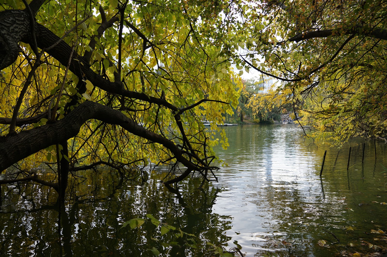 Photo of Turtle Lake in New York City, New York, United States - 6 Picture of Point of interest, Establishment, Park