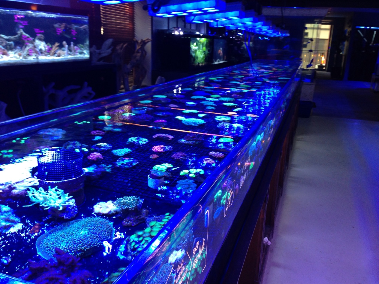 Photo of Manhattan Aquariums in New York City, New York, United States - 6 Picture of Point of interest, Establishment, Store, Pet store