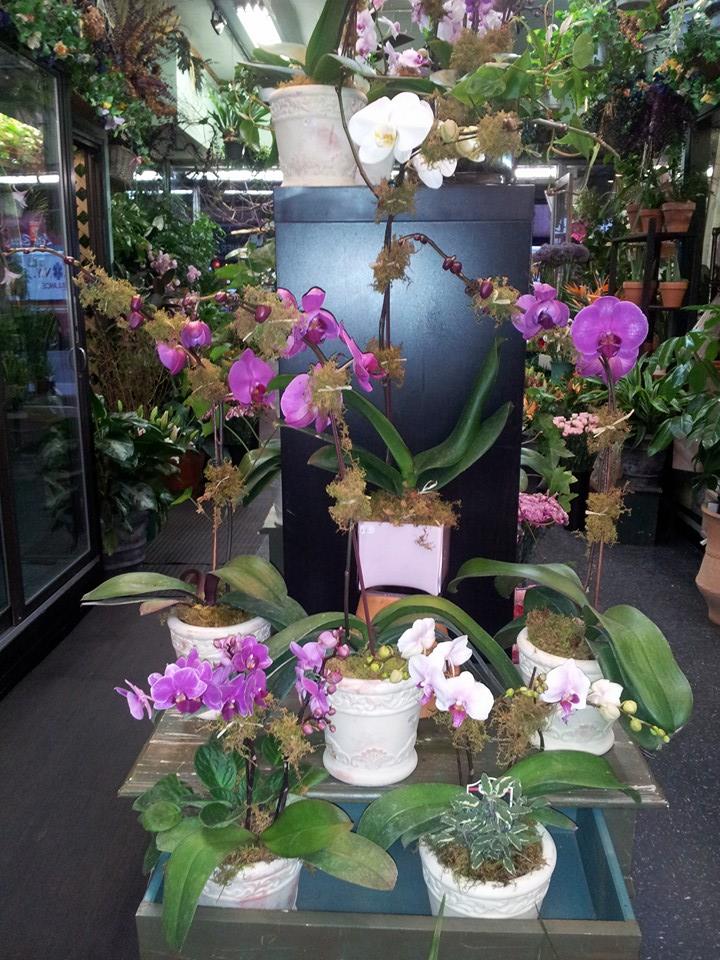 Photo of Greenpoint Floral Co. in Brooklyn City, New York, United States - 2 Picture of Point of interest, Establishment, Store, Florist
