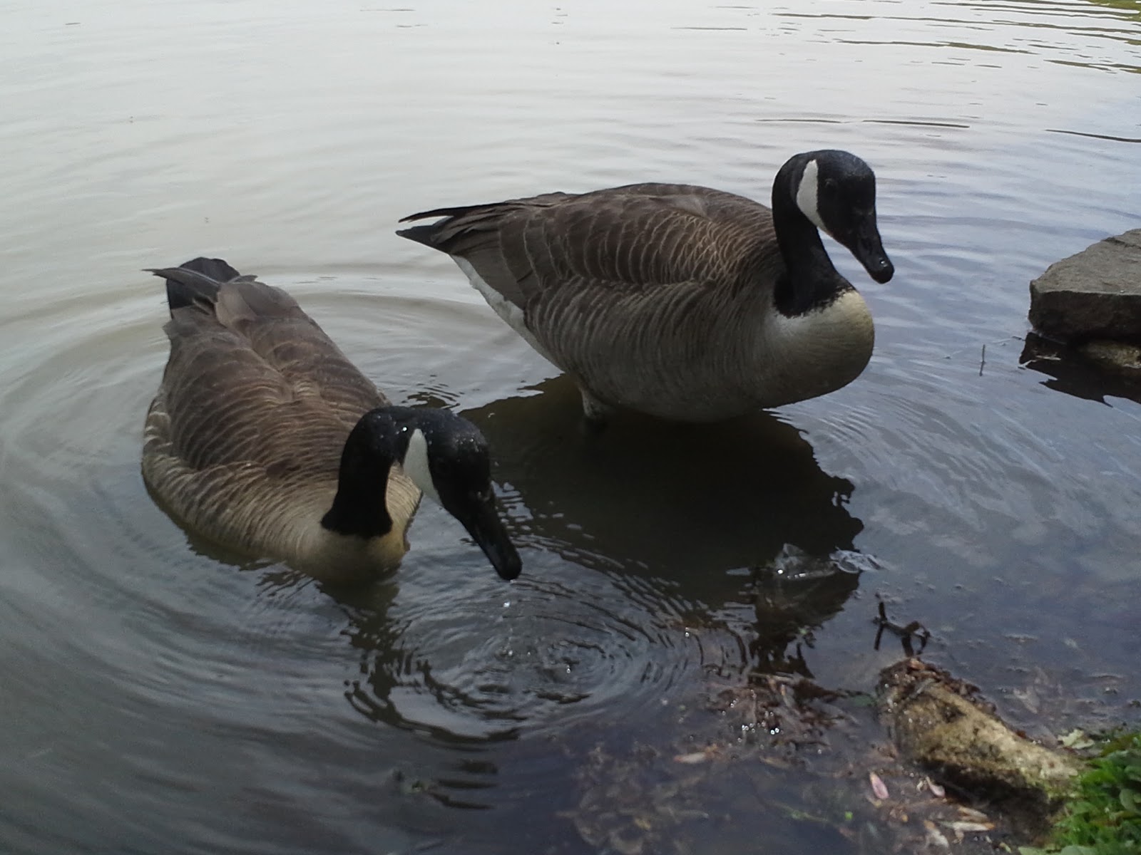 Photo of Hempstead Lake State Park in West Hempstead City, New York, United States - 7 Picture of Point of interest, Establishment, Park