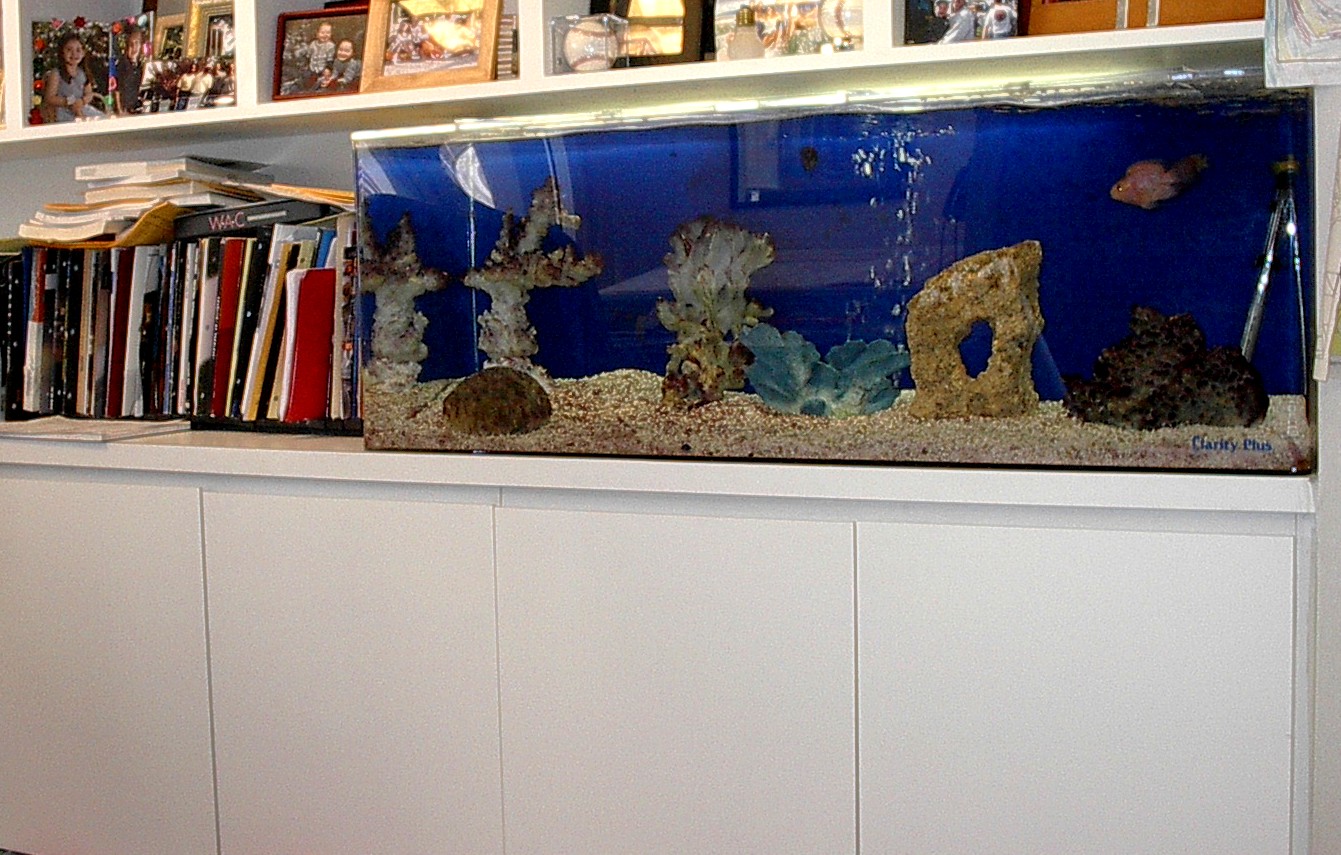 Photo of Aquarius Aquariums in New York City, New York, United States - 4 Picture of Point of interest, Establishment, Store, Pet store