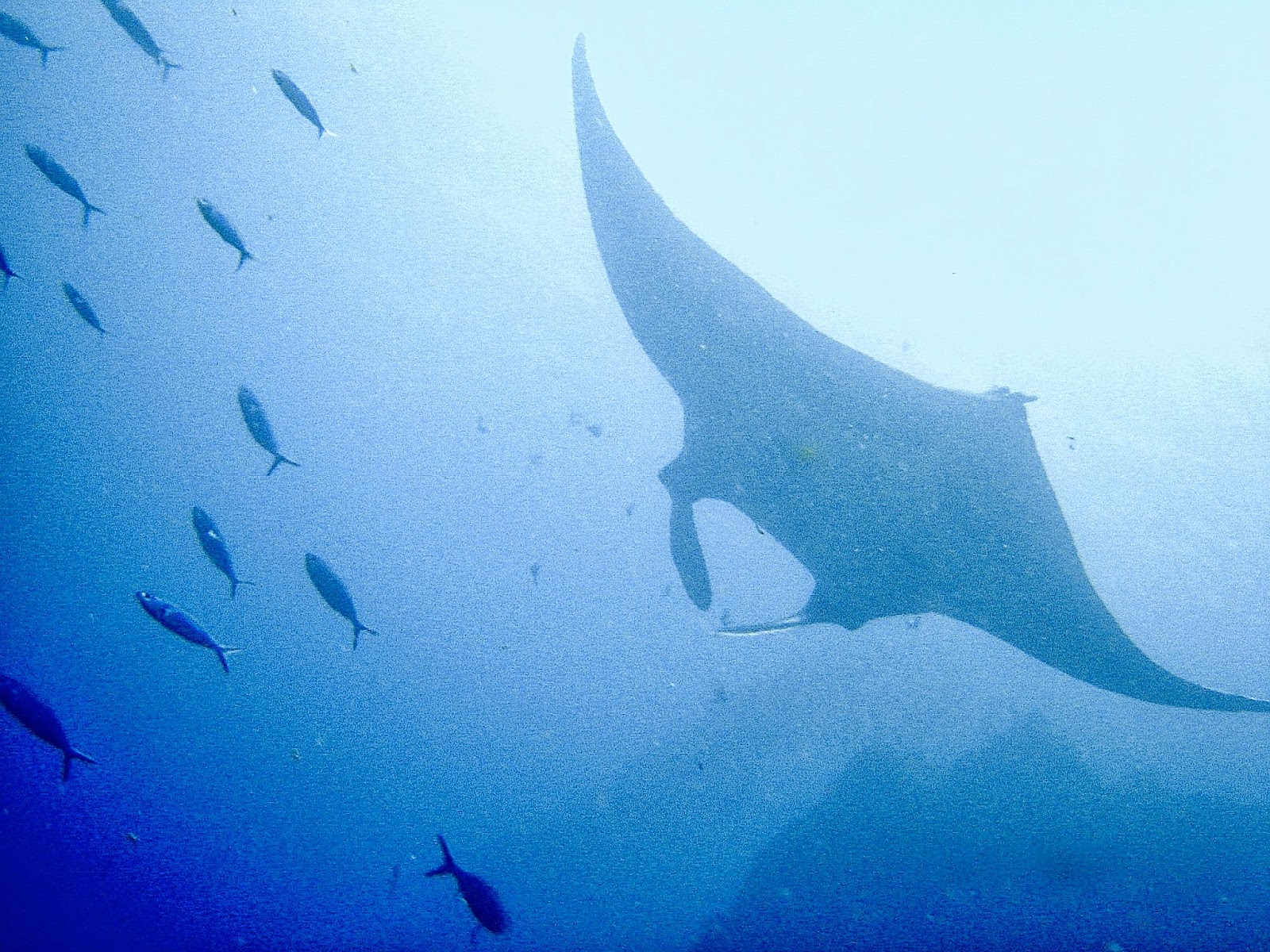 Photo of Urban Manta Scuba Lessons in New York City, New York, United States - 3 Picture of Point of interest, Establishment, Store, School, Travel agency