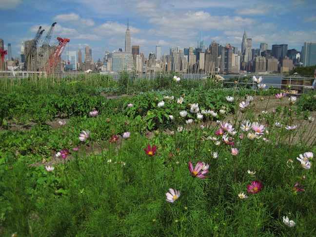 Photo of Eagle Street Rooftop Farm in Brooklyn City, New York, United States - 5 Picture of Food, Point of interest, Establishment