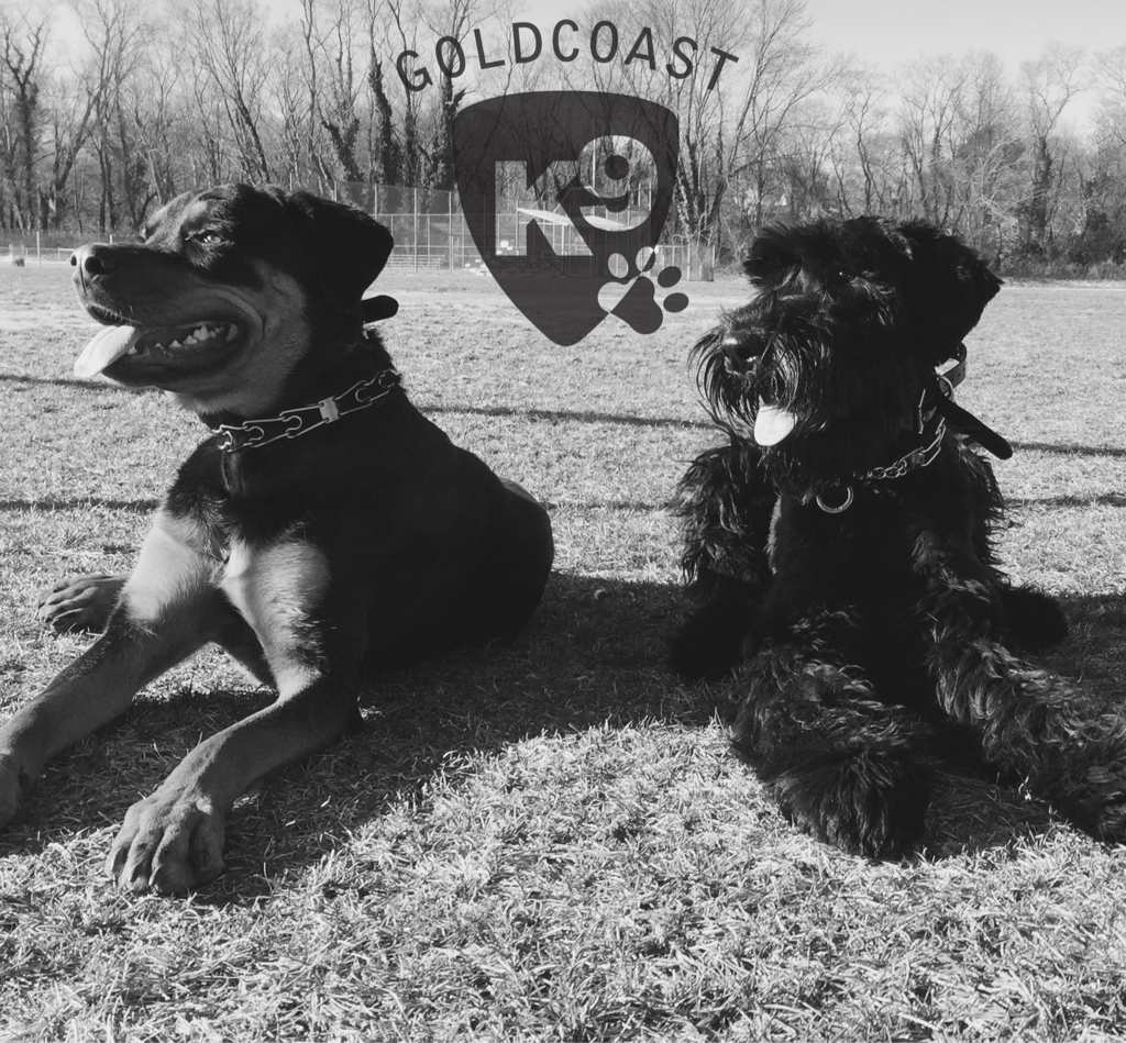 Photo of Gold Coast K-9 Inc in Glen Cove City, New York, United States - 5 Picture of Point of interest, Establishment