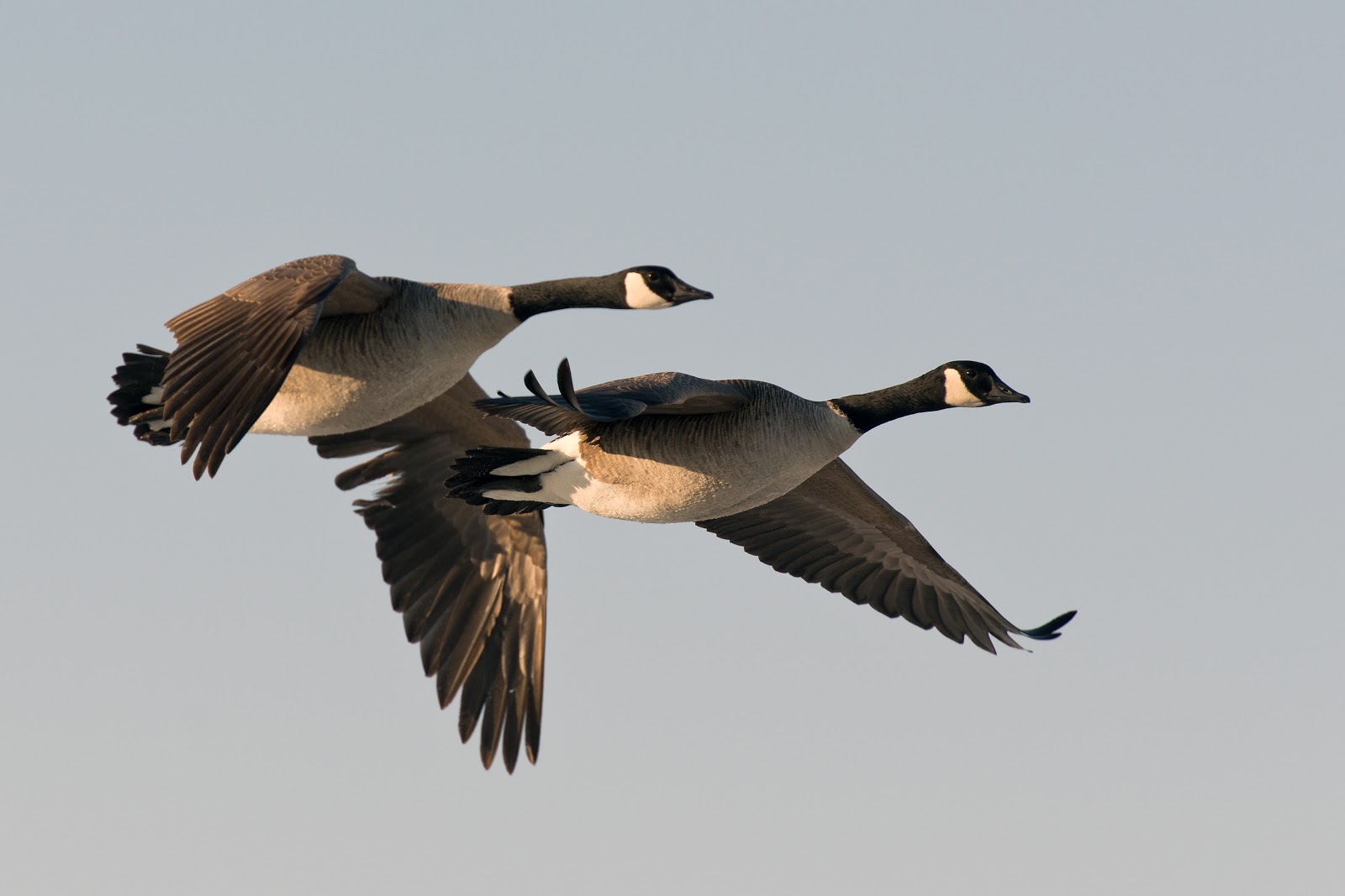 Photo of Meadow Island Outfitters Waterfowl Hunting on Long Island in Malverne City, New York, United States - 4 Picture of Point of interest, Establishment