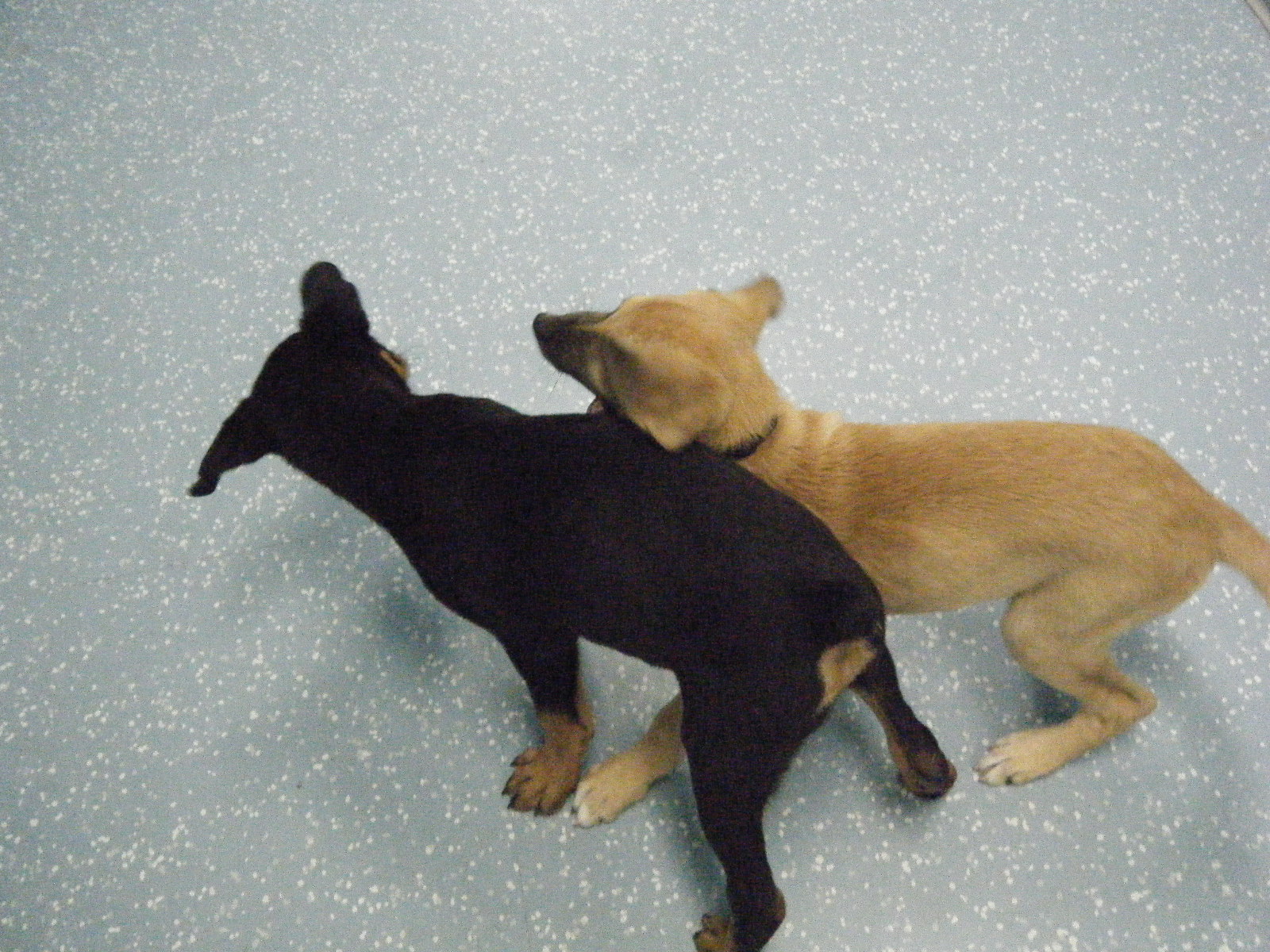 Photo of Doggedly Devoted - A Harlem Dog Daycare and Training Facility in New York City, New York, United States - 6 Picture of Point of interest, Establishment