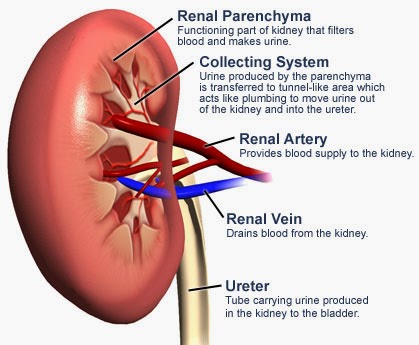 Photo of Kidney Cancer Institute in New York City, New York, United States - 2 Picture of Point of interest, Establishment, Health, Hospital, Doctor