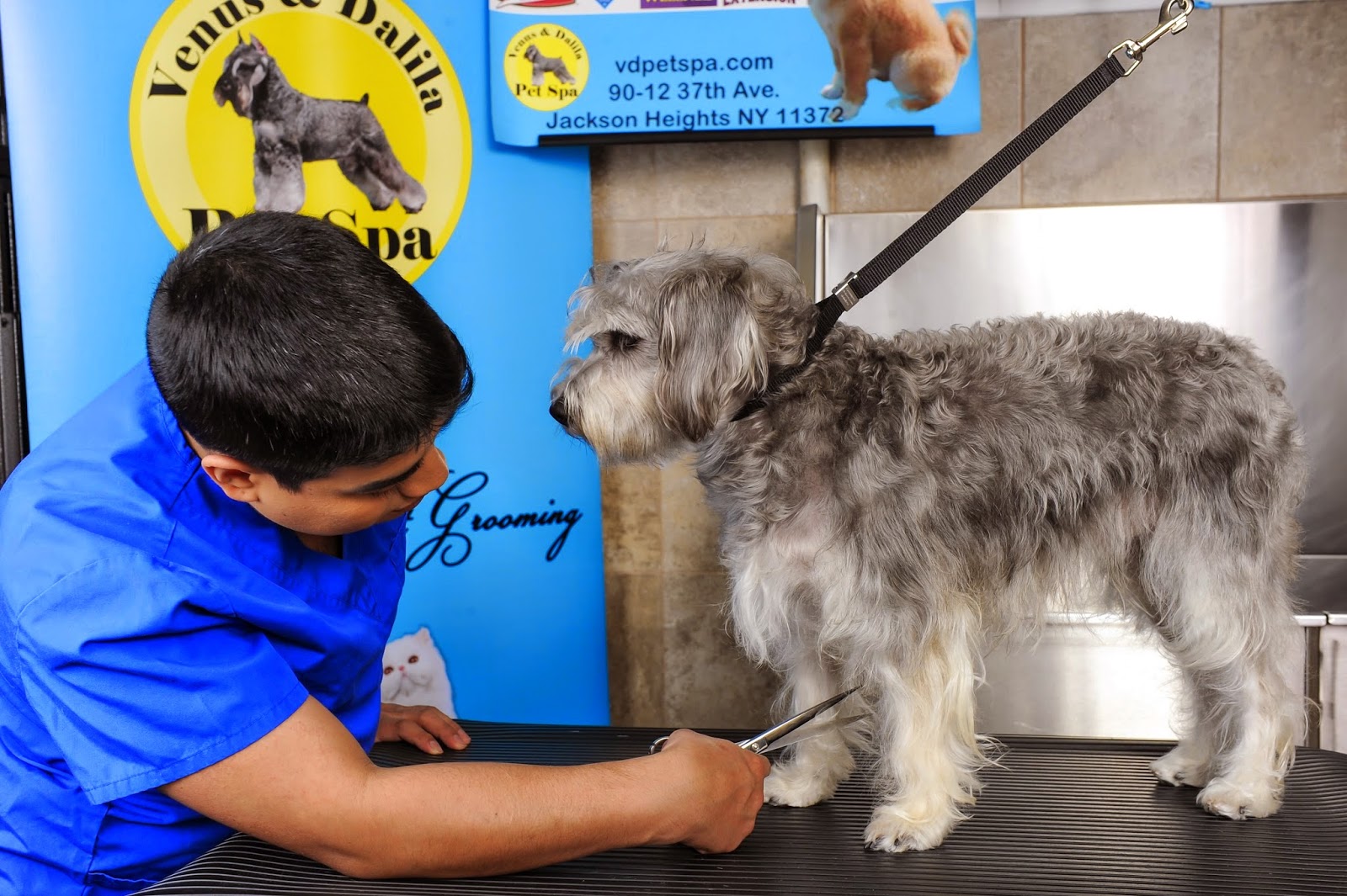 Photo of Venus & Dalila Pet Spa/ Dog Grooming in Queens City, New York, United States - 6 Picture of Point of interest, Establishment, Store, Veterinary care