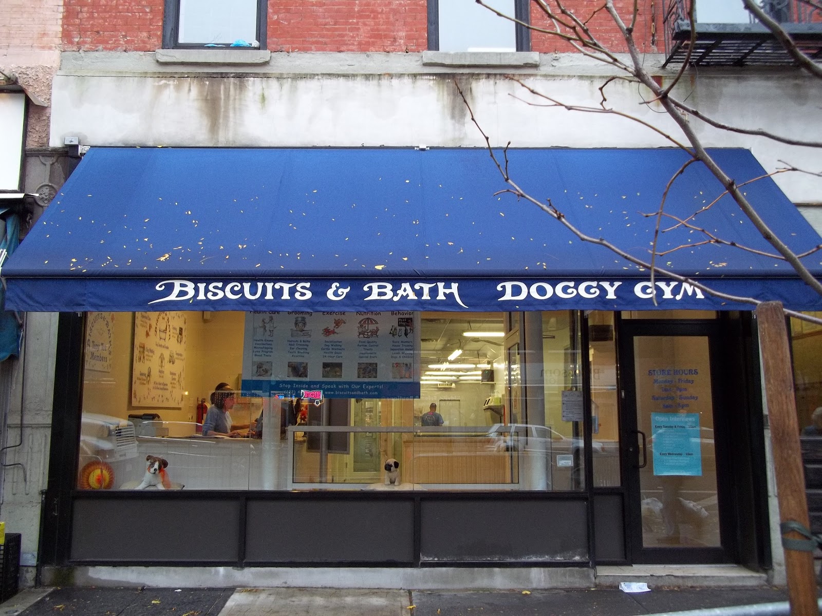 Photo of Biscuits & Bath in New York City, New York, United States - 5 Picture of Point of interest, Establishment, Veterinary care