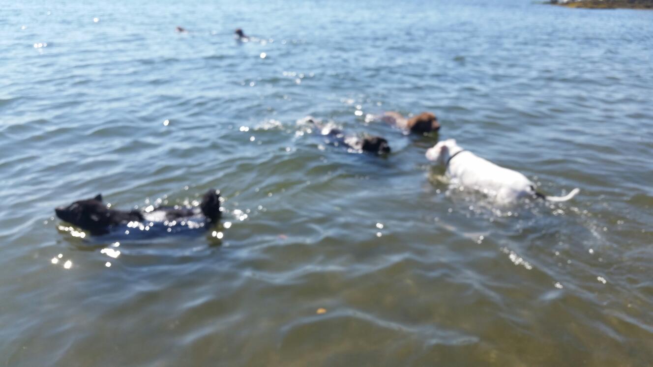Photo of Larchmont Dog Beach in Larchmont City, New York, United States - 2 Picture of Point of interest, Establishment, Park