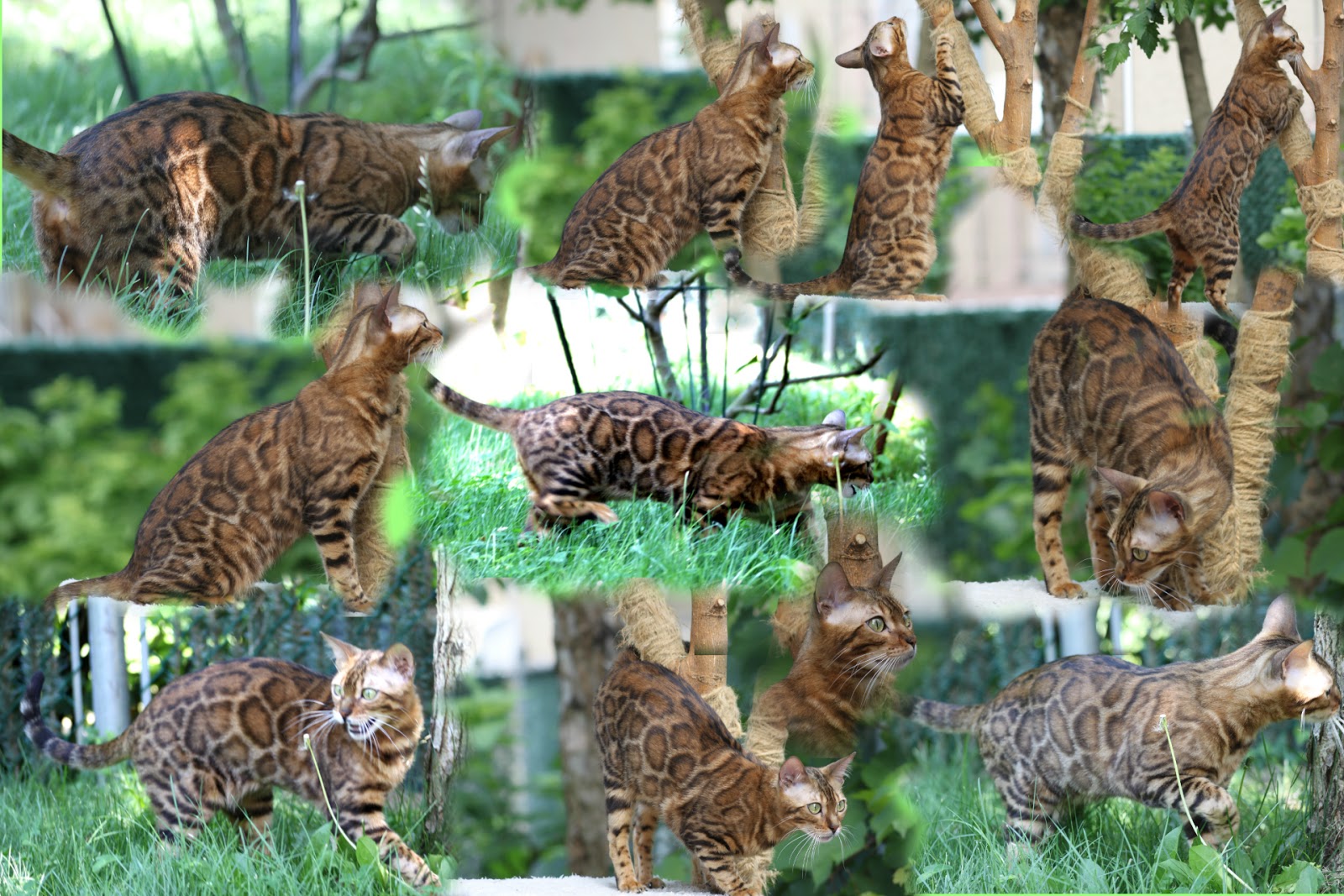 Photo of Bimini Bengal & Abyssinian cats cattery in Brooklyn City, New York, United States - 2 Picture of Point of interest, Establishment